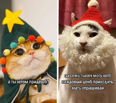 Коты торгуются за визит