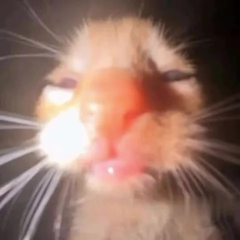 Кошачий концерт ярости