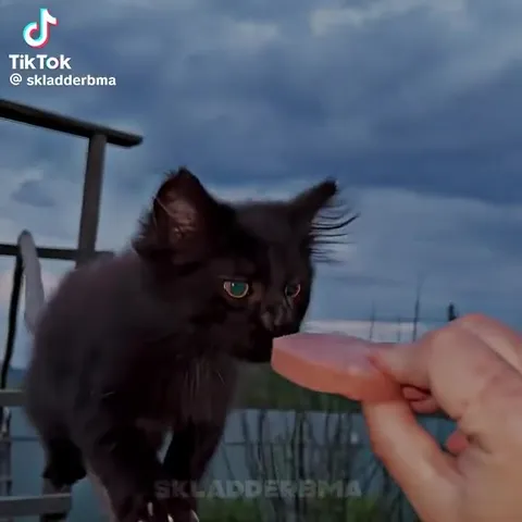 Кот крадёт сосиску на канате