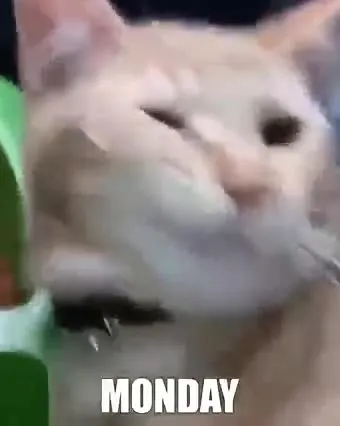 Cats Surviving the Week