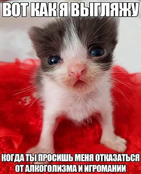 Котёнок после отказа от пороков