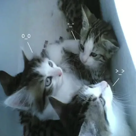 Котята в разных настроениях