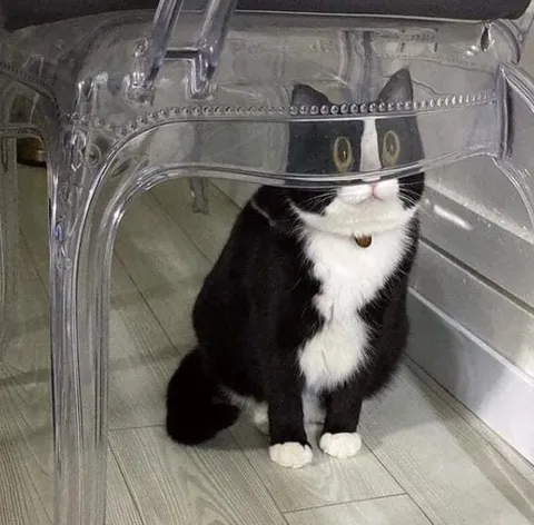 Кот в прозрачной переноске
