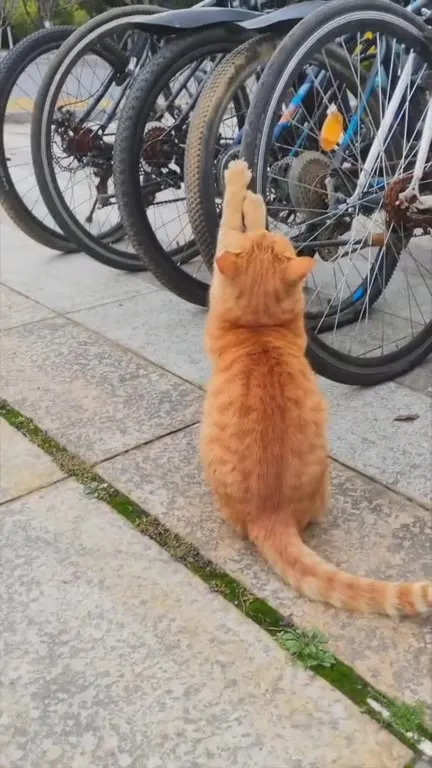 Кот проверяет велосипеды