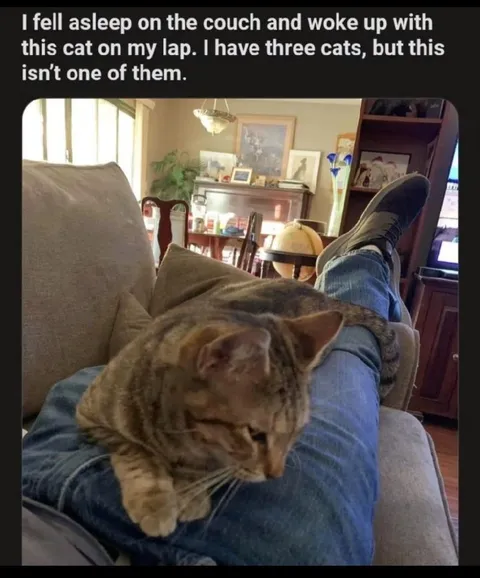 Stranger Cat on My Lap