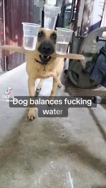 Dog Balances Fucking Water
