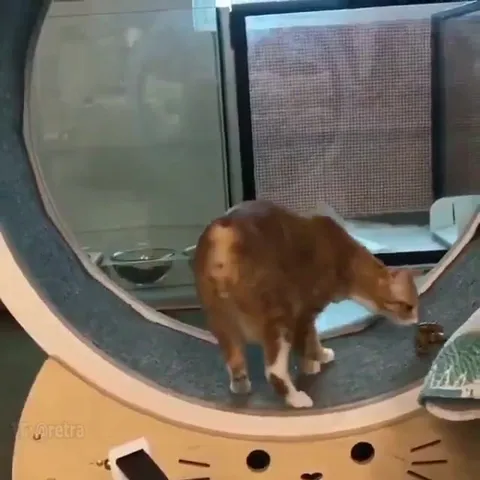 Кот сам себя запустил
