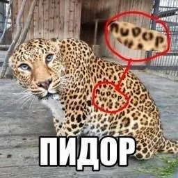 Леопард-пидор