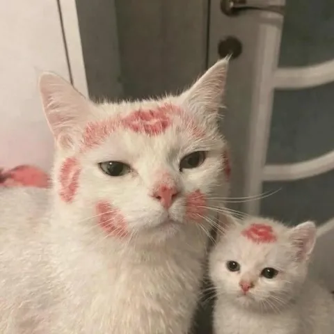 Кошка и котёнок с помадой