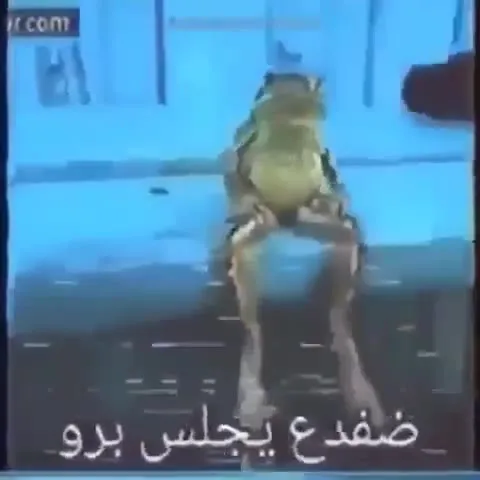 ضفدع يجلس بره