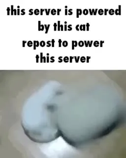 This Server Is Powered by This Cat