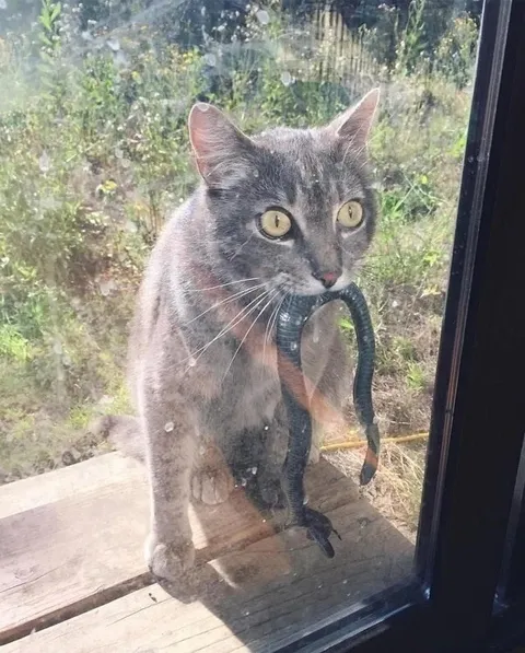 Кот с добычей у окна