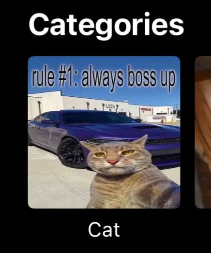 Cat Always Boss Up
