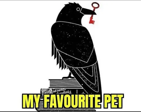 My Favourite Pet Raven