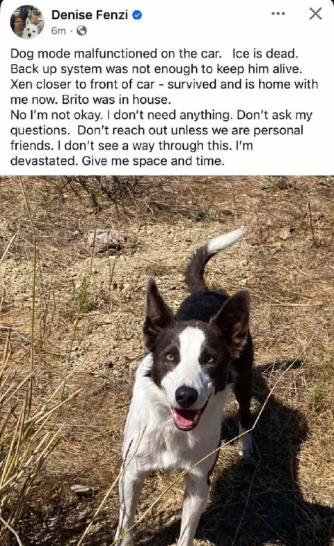 Dog Mode Malfunctioned