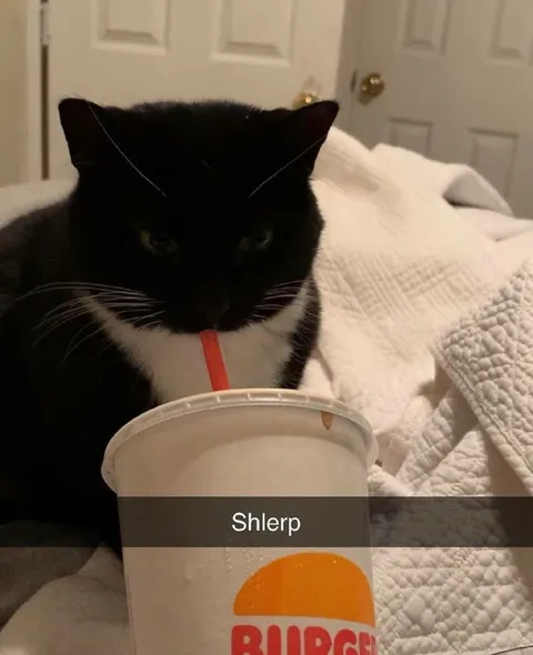 Cat Drinking a Shlerp
