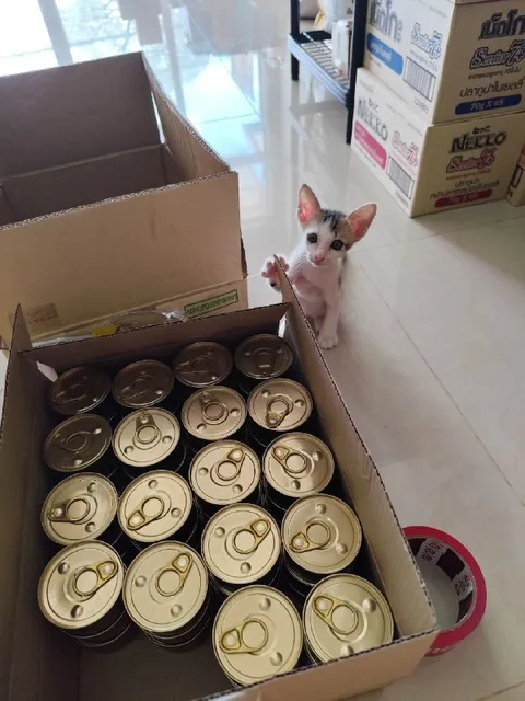 Котик просит консервы