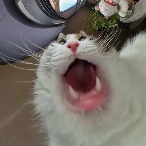 Кот с высунутым языком
