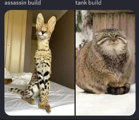 Assassin Build vs Tank Build