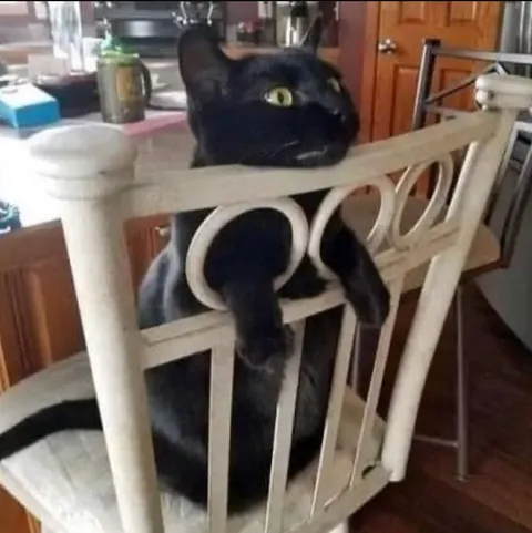 Кот застрял в стуле