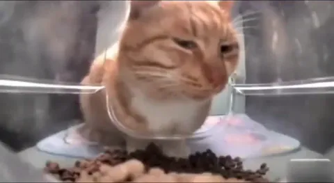 Недовольный кот смотрит в камеру