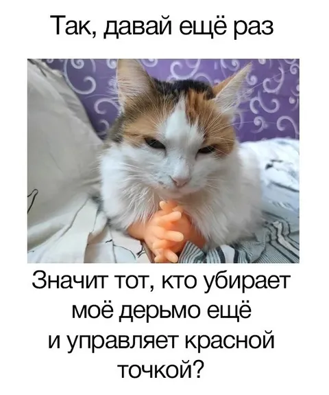 Кот и красная точка