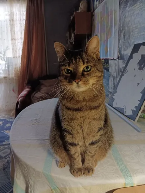 Серьёзный кот за столом