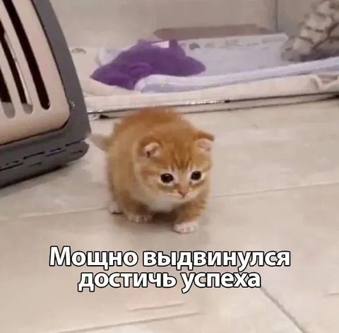 Котёнок на пути к успеху