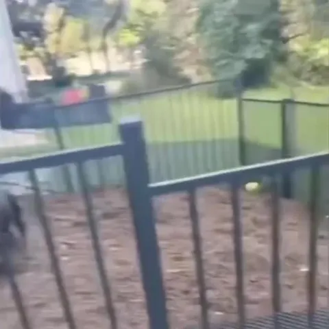 Пёс за стеклянной дверью
