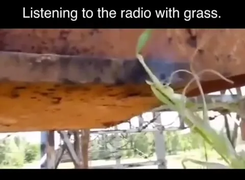 Listening to the Radio with Grass