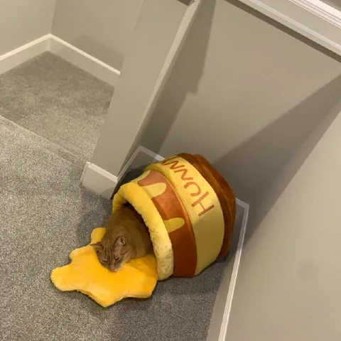 Cat Inside a Hamburger
