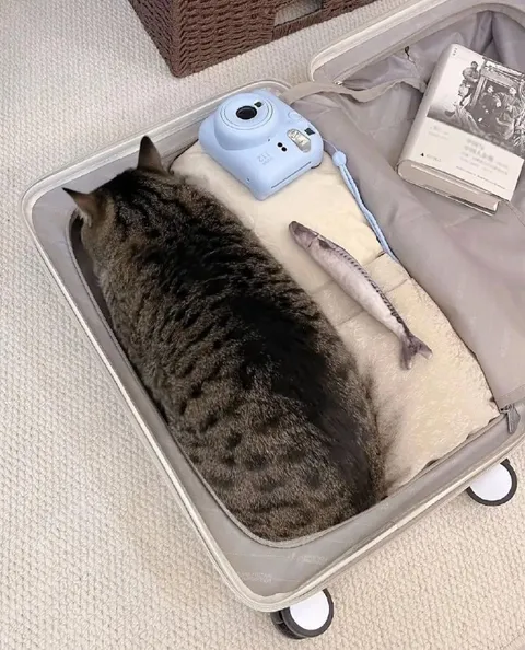Кот собрался в отпуск