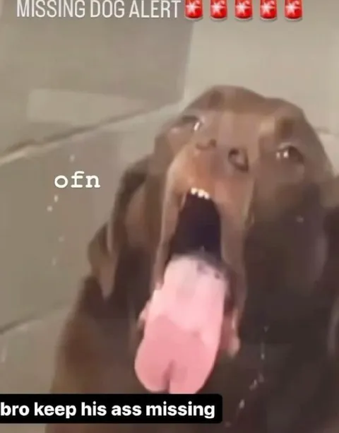 Missing Dog Alert Reaction