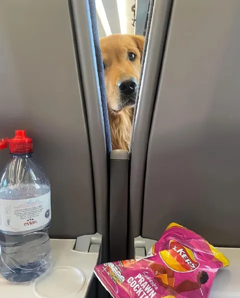 Dog Peeking Between Airplane Seats