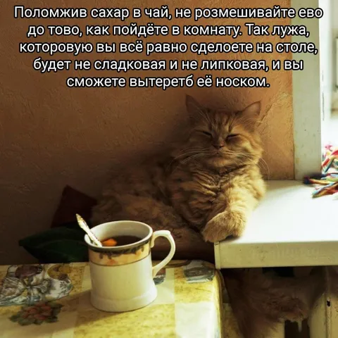 Кот советует не размешивать сахар