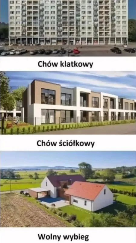Chów klatkowy, ściółkowy i wolny wybieg