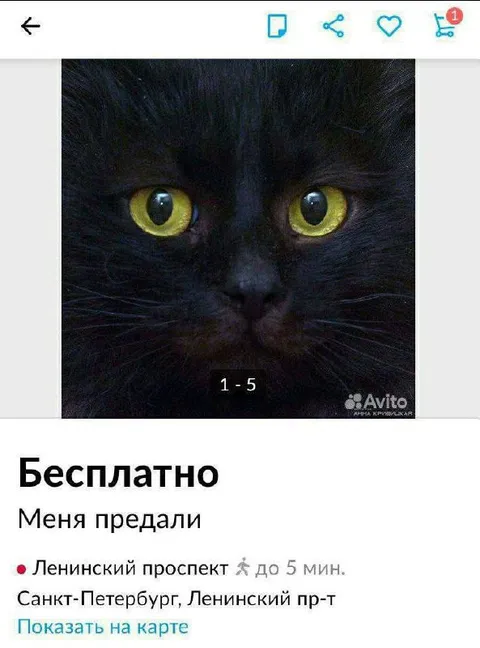 Бесплатно: меня предали