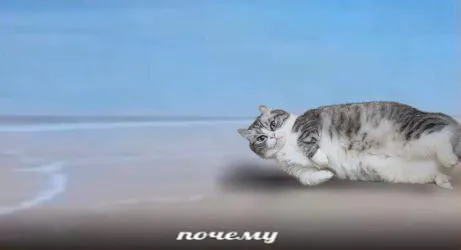 Почему кот ползёт по пляжу
