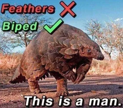Pangolin Is a Man