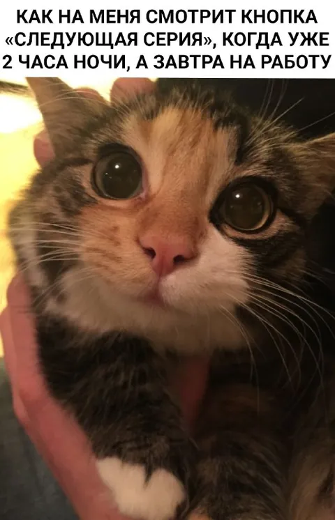 Кот смотрит на следующую серию