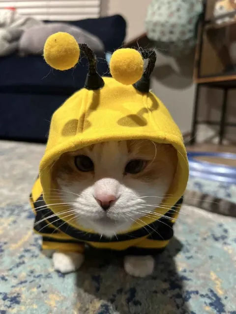 Кот в костюме пчелы