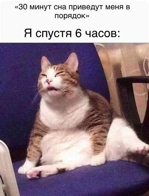 Кот после шести часов сна