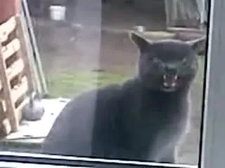 Кот зовёт Саню