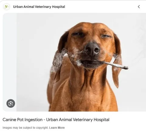 Dog With a Weed Problem