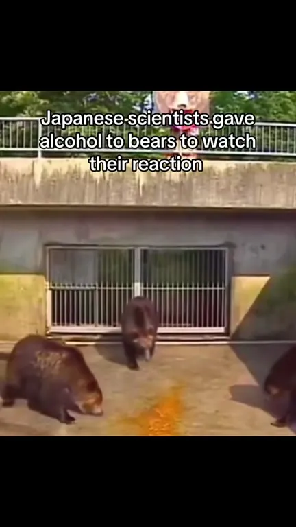 Bears Discover Alcohol