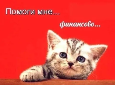 Котёнок просит финансовой помощи