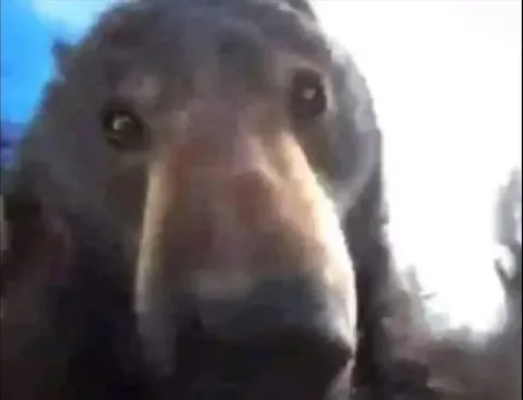 Собака пристально смотрит