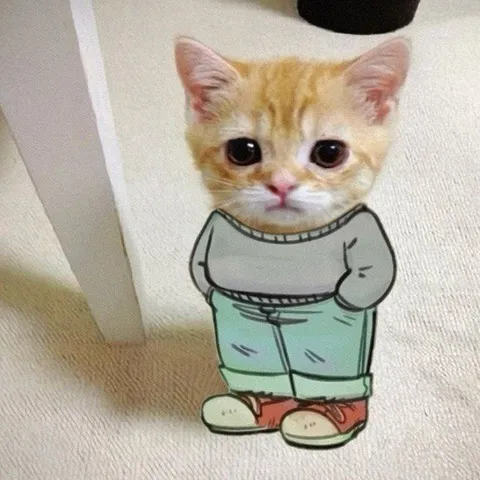 Котёнок в слишком большой одежде