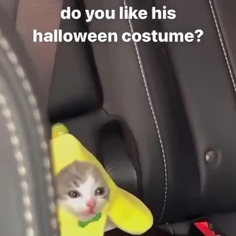 Kitten in a Banana Costume