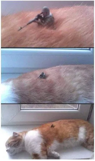 Снайпер на спящем коте